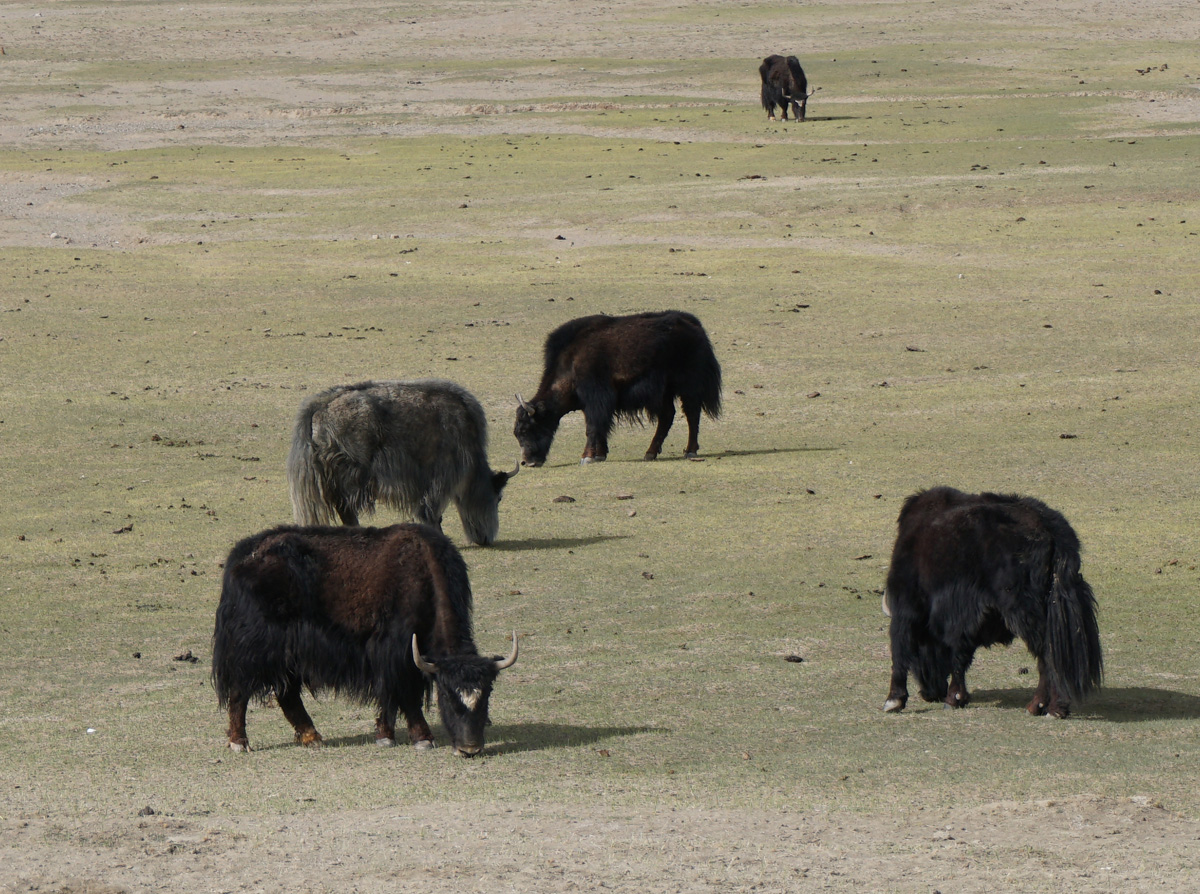 Murghab-Border, Yak, near Karakol (Or perhaps hybrids)