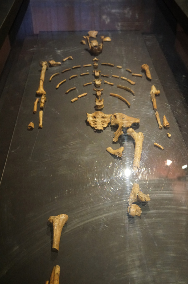 National Museum, Lucy Skeleton (replica)