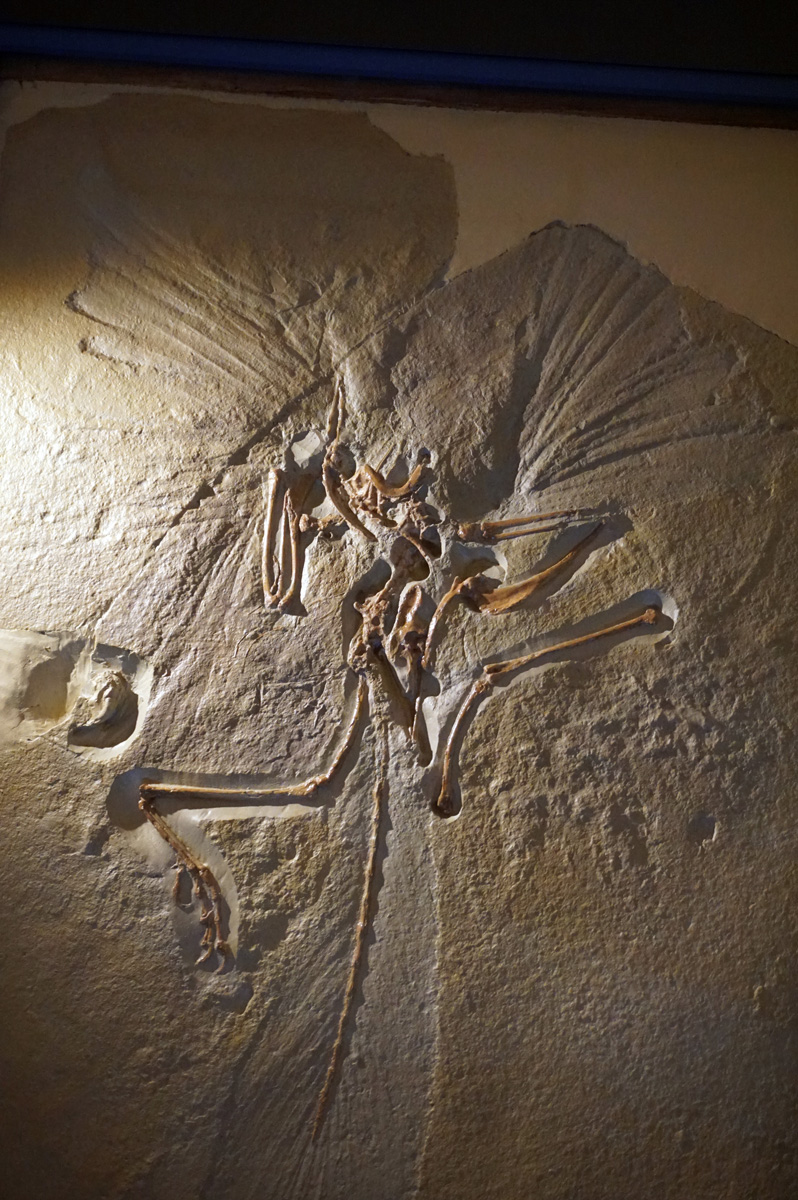 Natural History Museum, Archaeopteryx Type Specimen