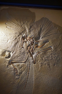 Archaeopteryx Type Specimen, Natural History Museum, London, December 2016