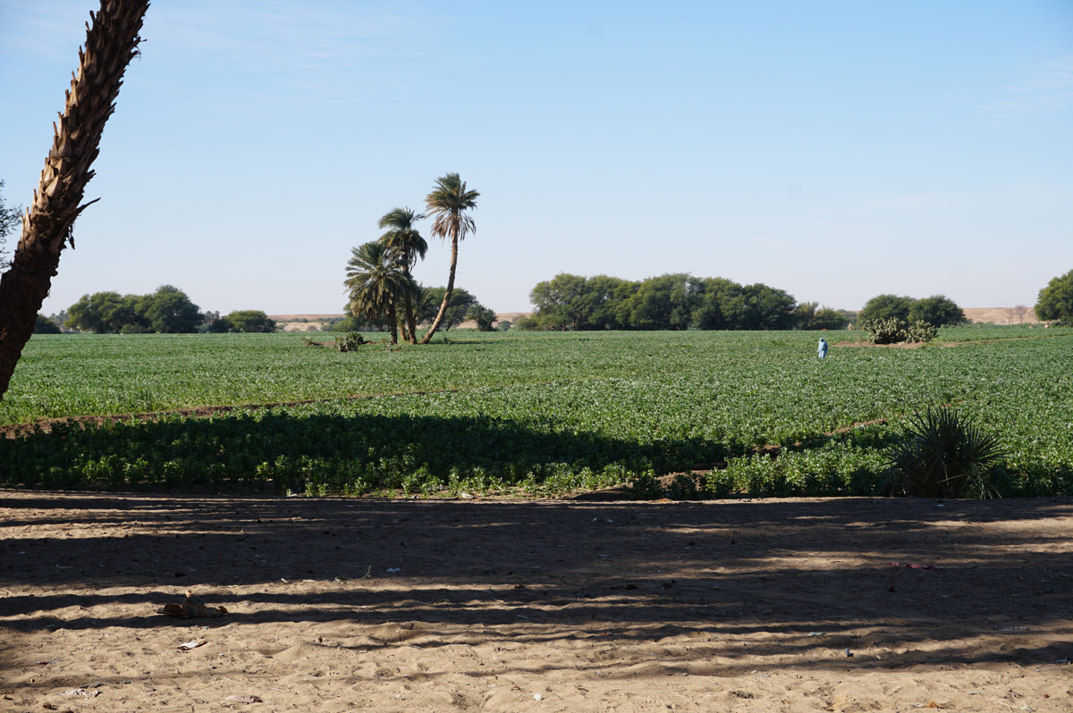 Old Dongola, 44 miles North of Old Dongola