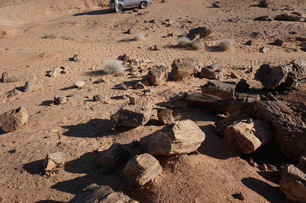 El Kurru, Petrified forest