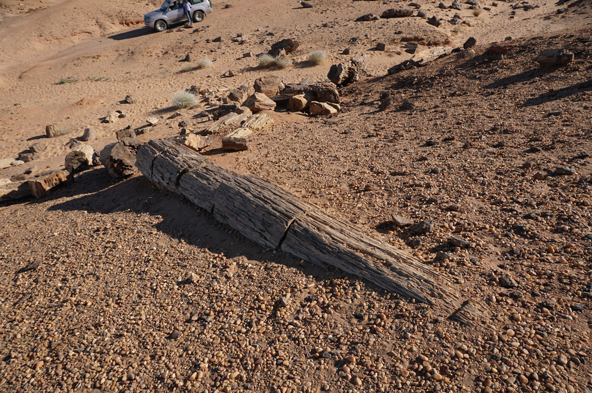 El Kurru, Petrified forest