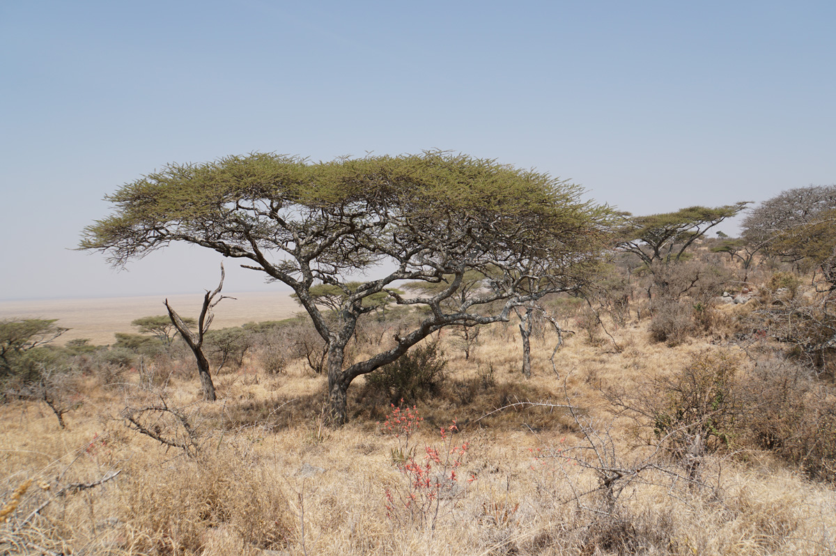 Land Safari