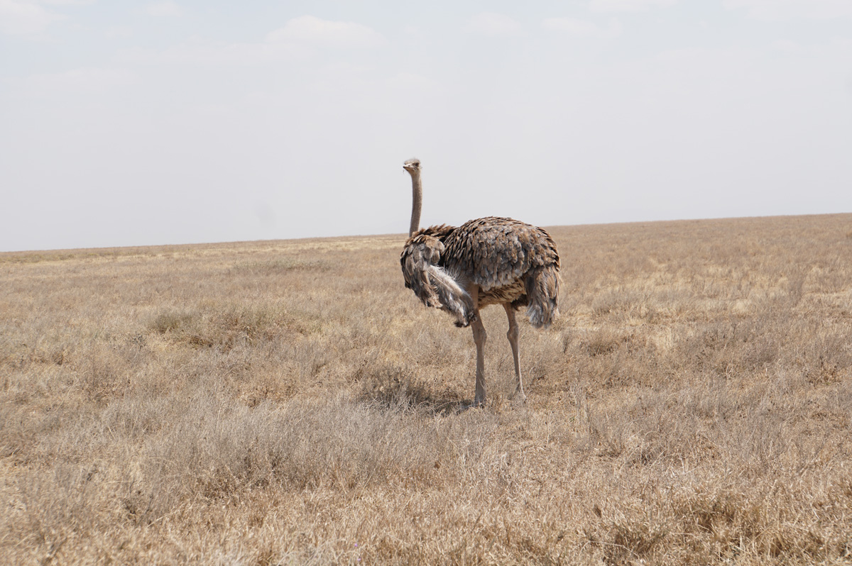Land Safari, Female Ostrich