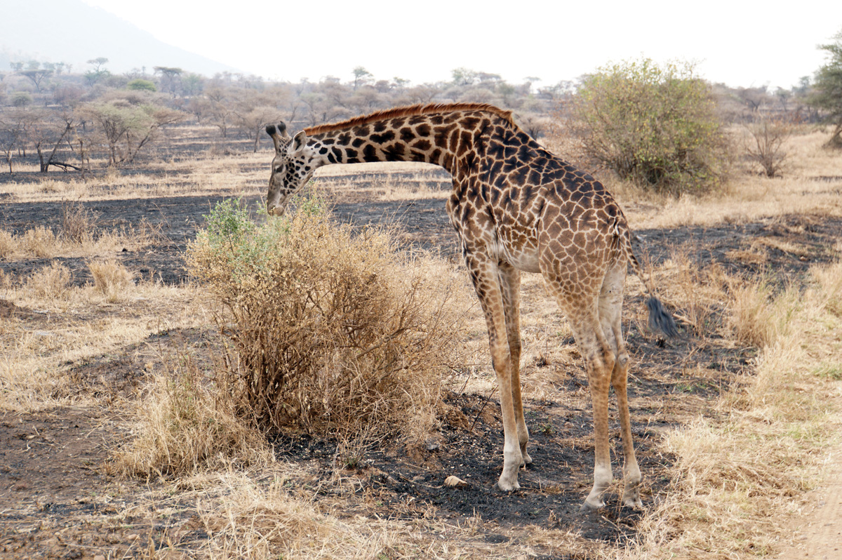 Land Safari