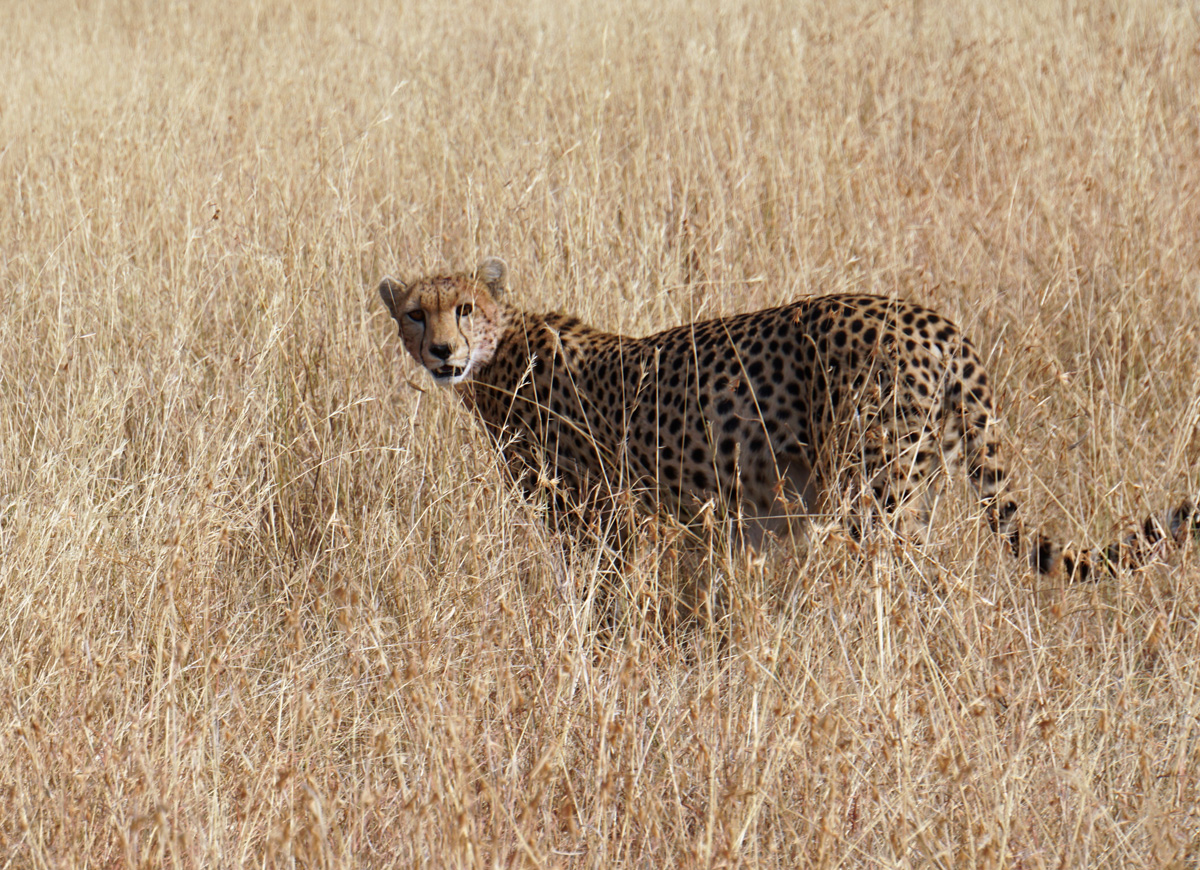 Land Safari