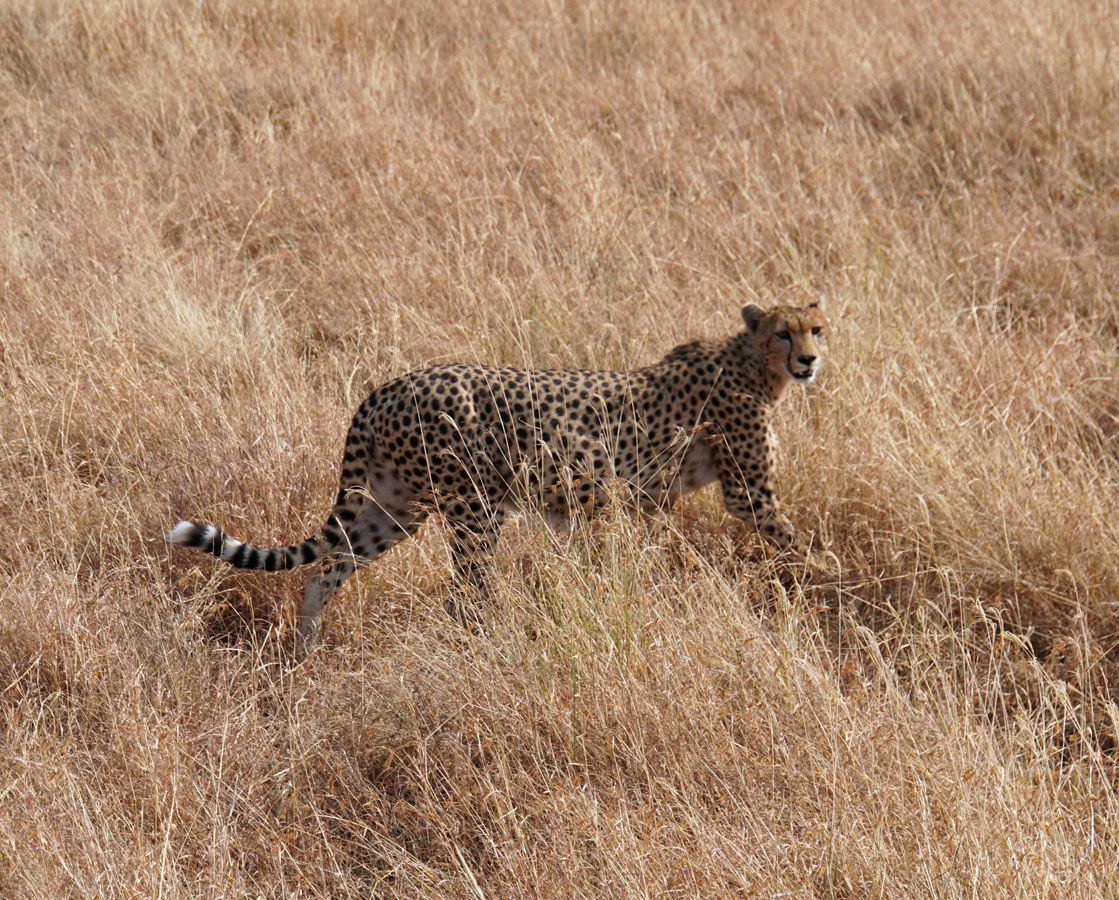Land Safari