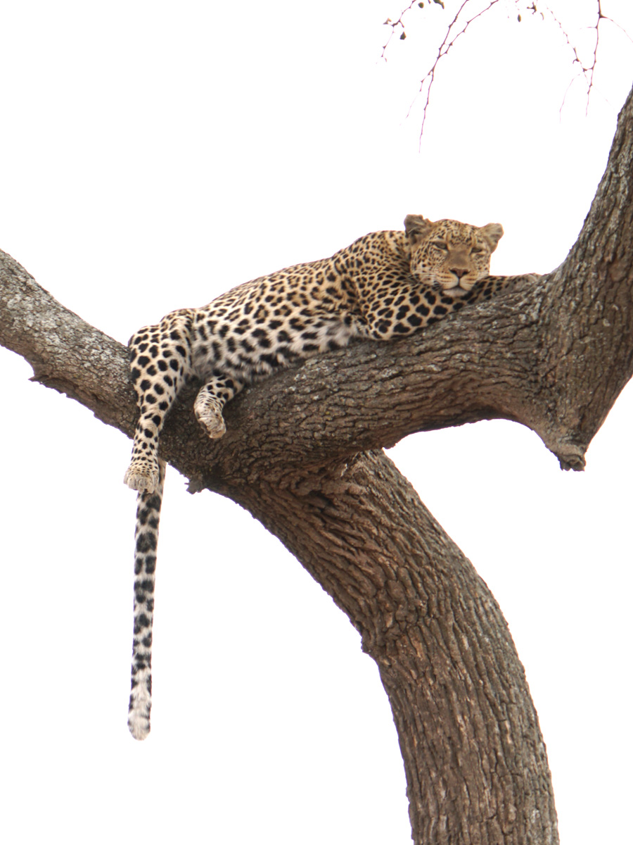 Land Safari, A relaxed leopard