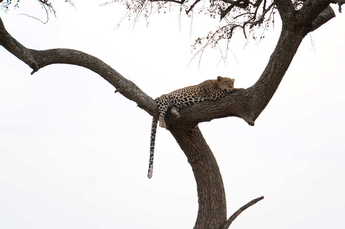 Land Safari