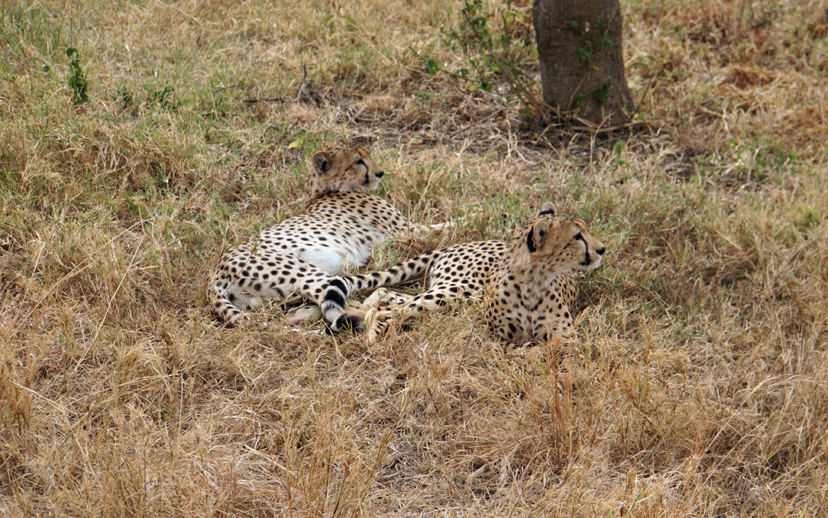 Land Safari, Two Cheetah brothers