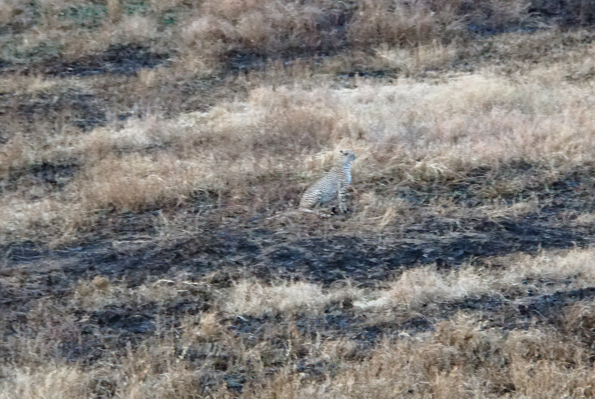 Balloon Safari, Distant leopard