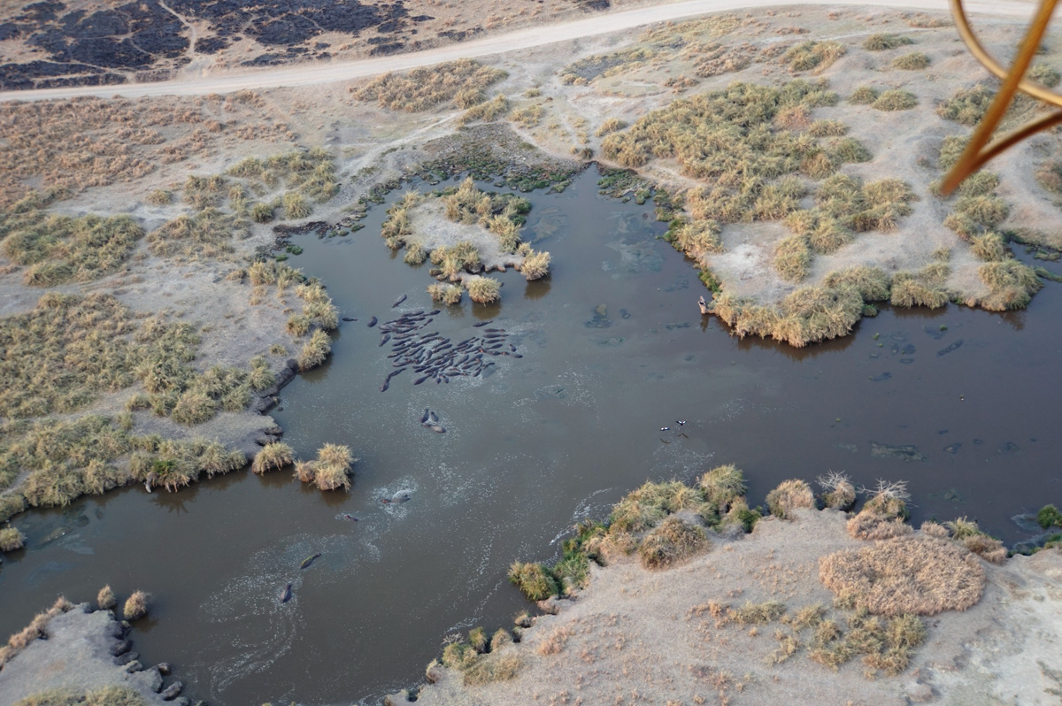 Balloon Safari, Many hippos!