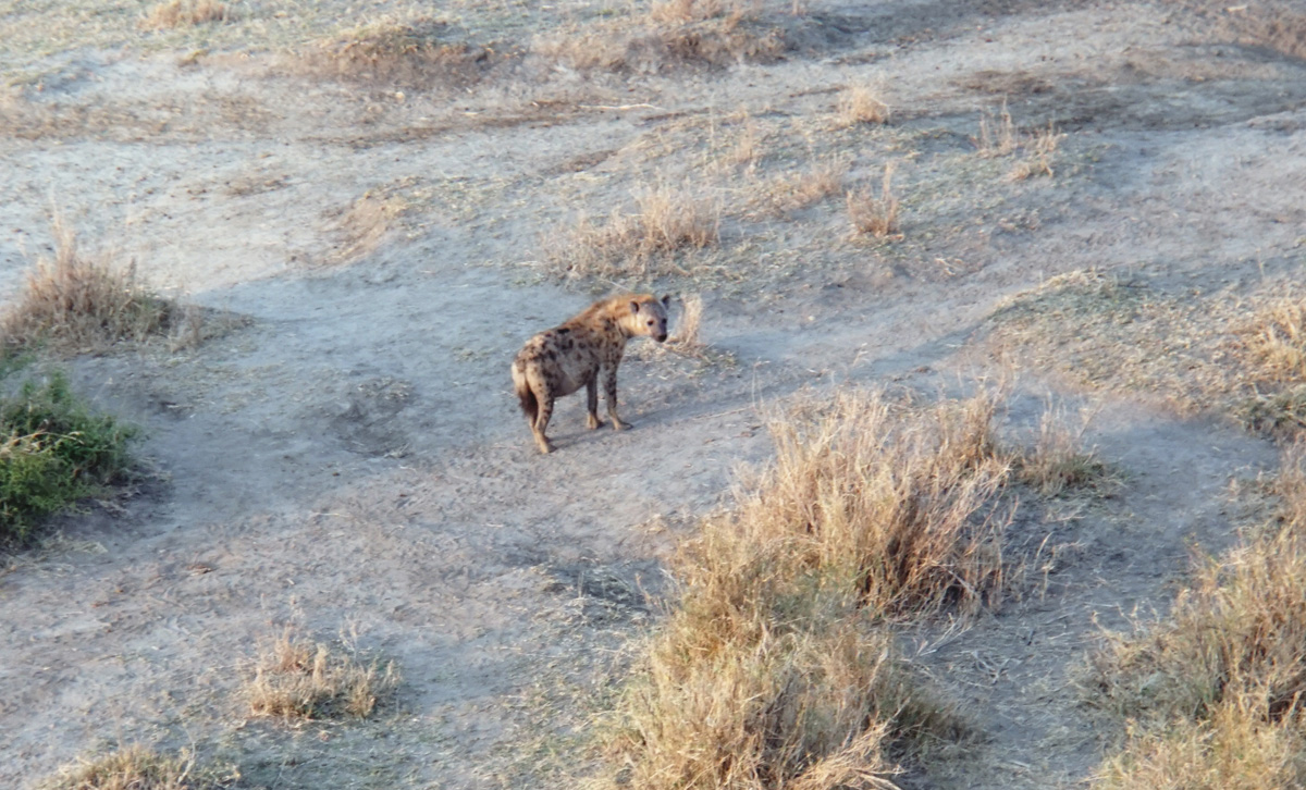 Balloon Safari, Mildly curious Hyena