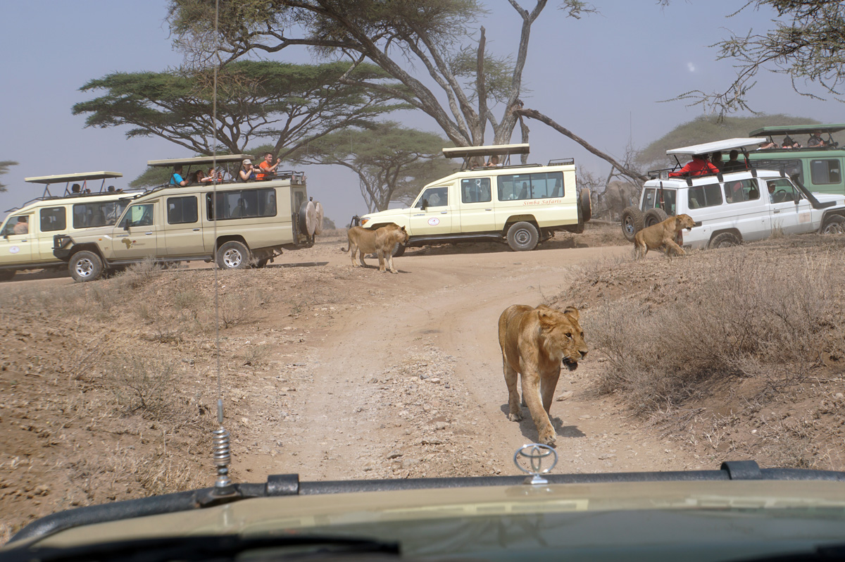 Land Safari, Lions retreating from elephants