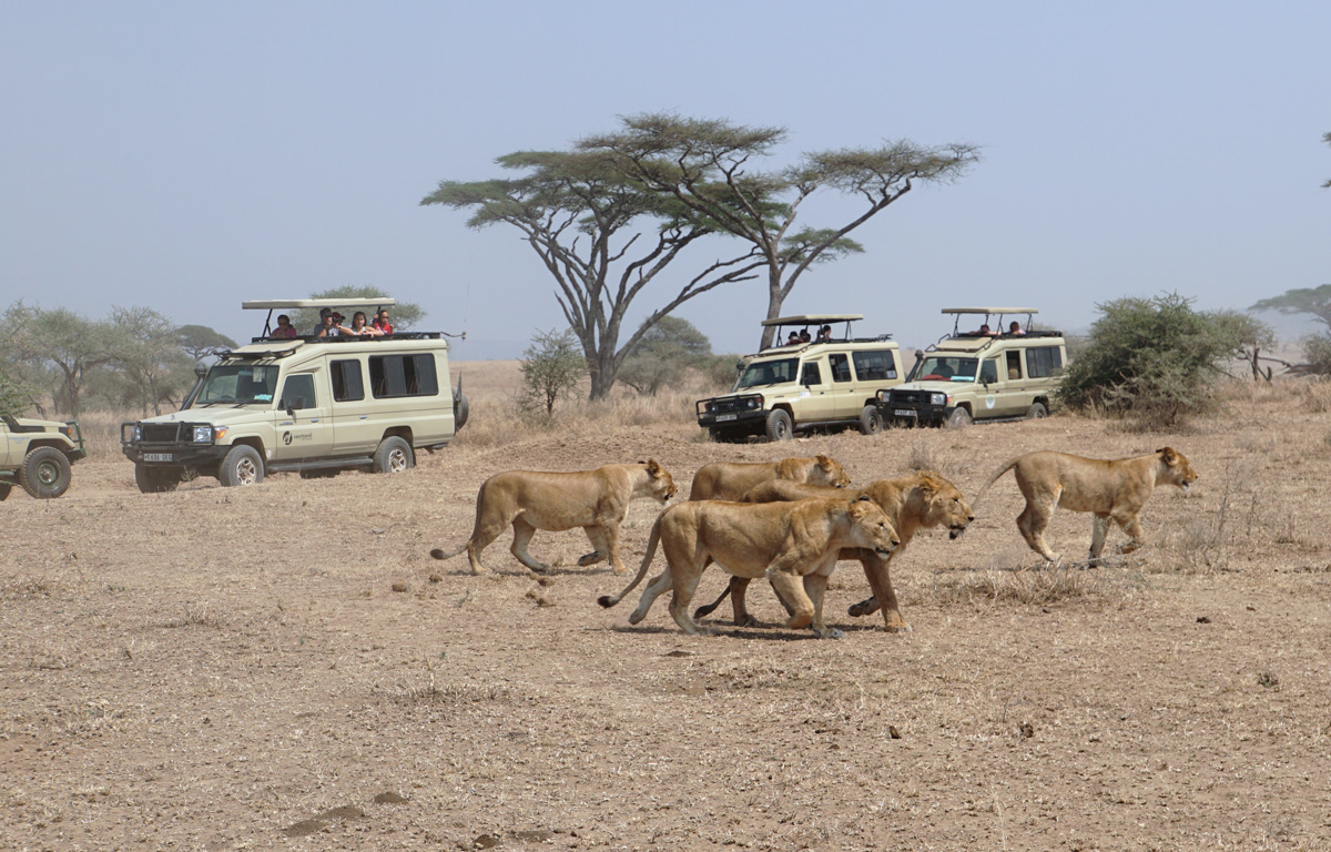 Land Safari, Lions retreating from elephants