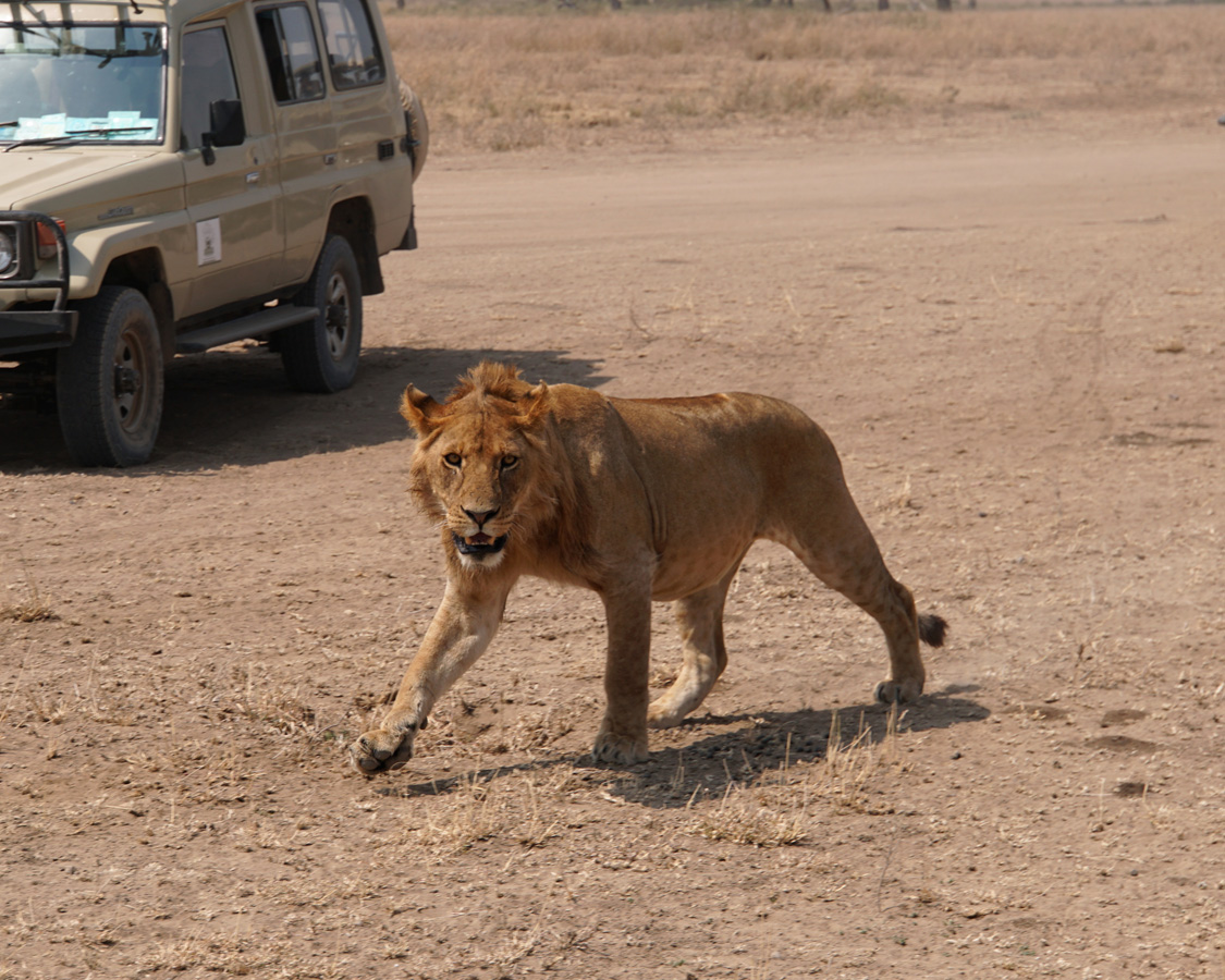 Land Safari
