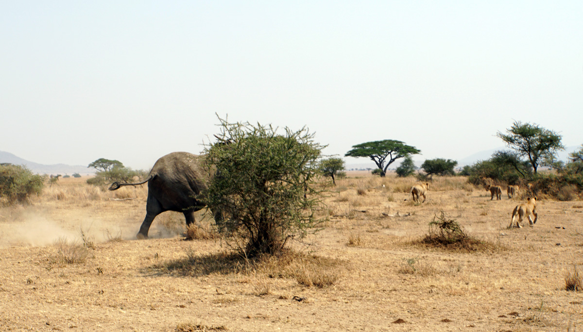 Land Safari, Here comes a very annoyed, trumpeting, elephant