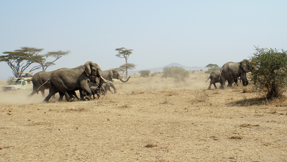 Land Safari, The rest of the herd come up