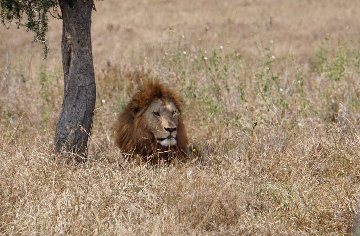 Land Safari