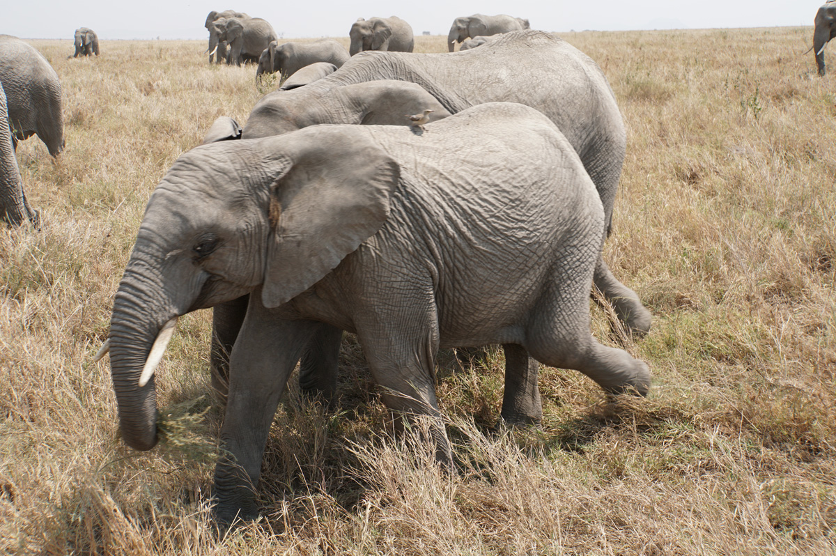 Land Safari