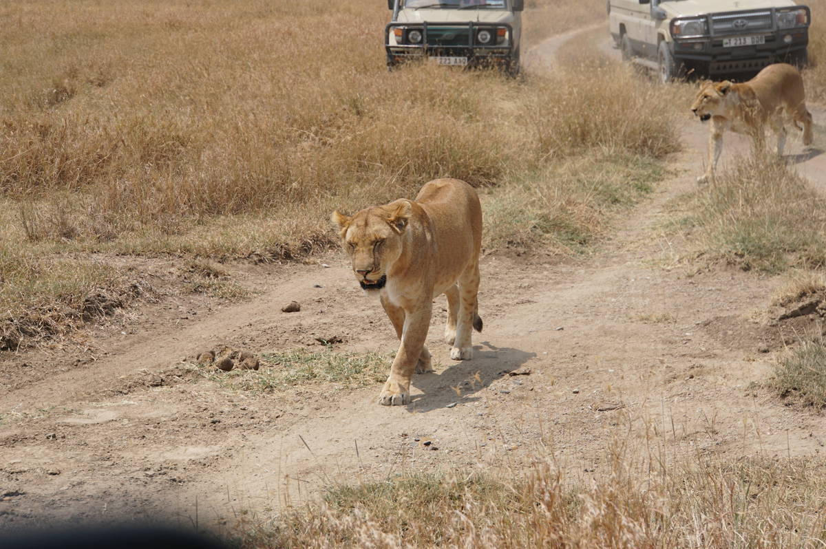Land Safari