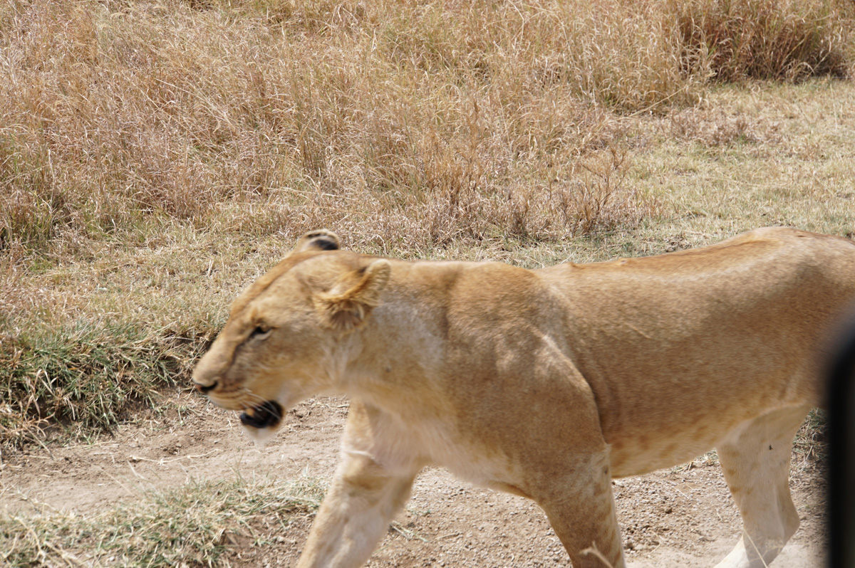 Land Safari