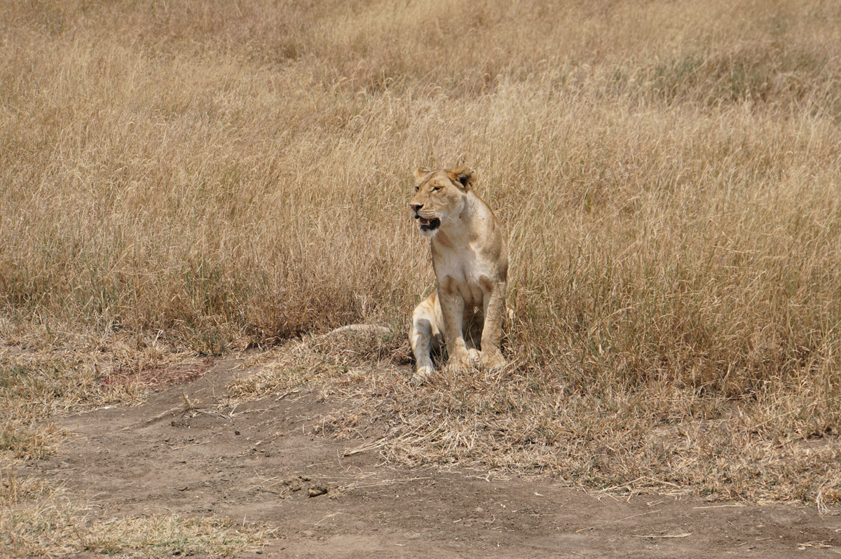 Land Safari
