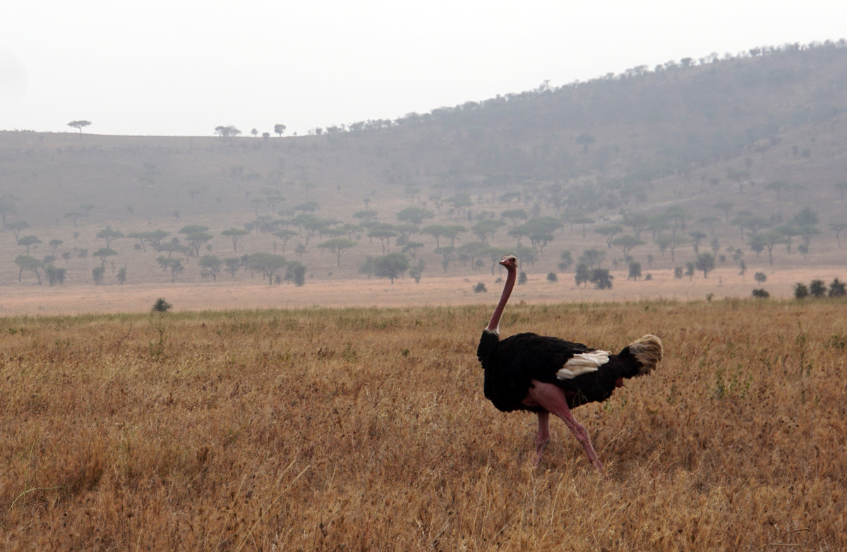 Land Safari