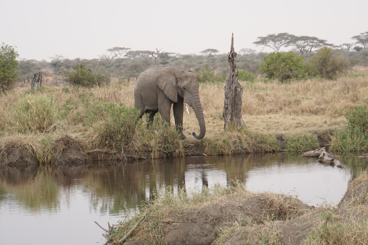 Land Safari