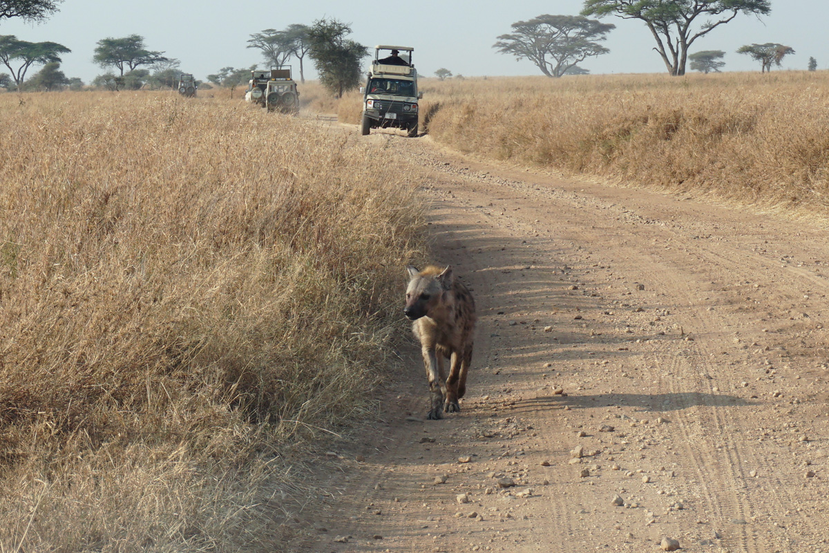 Land Safari, Relaxed Hyena