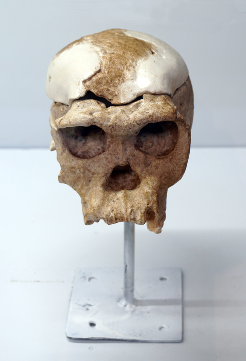 Dar es Salaam, Homo Habilis Skull, 1.8 mya, Olduvai Gorge