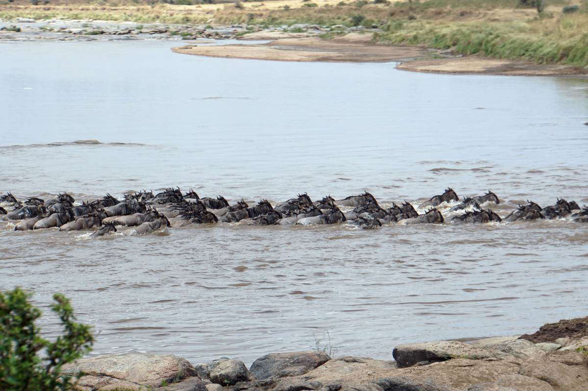 Wildebeest
