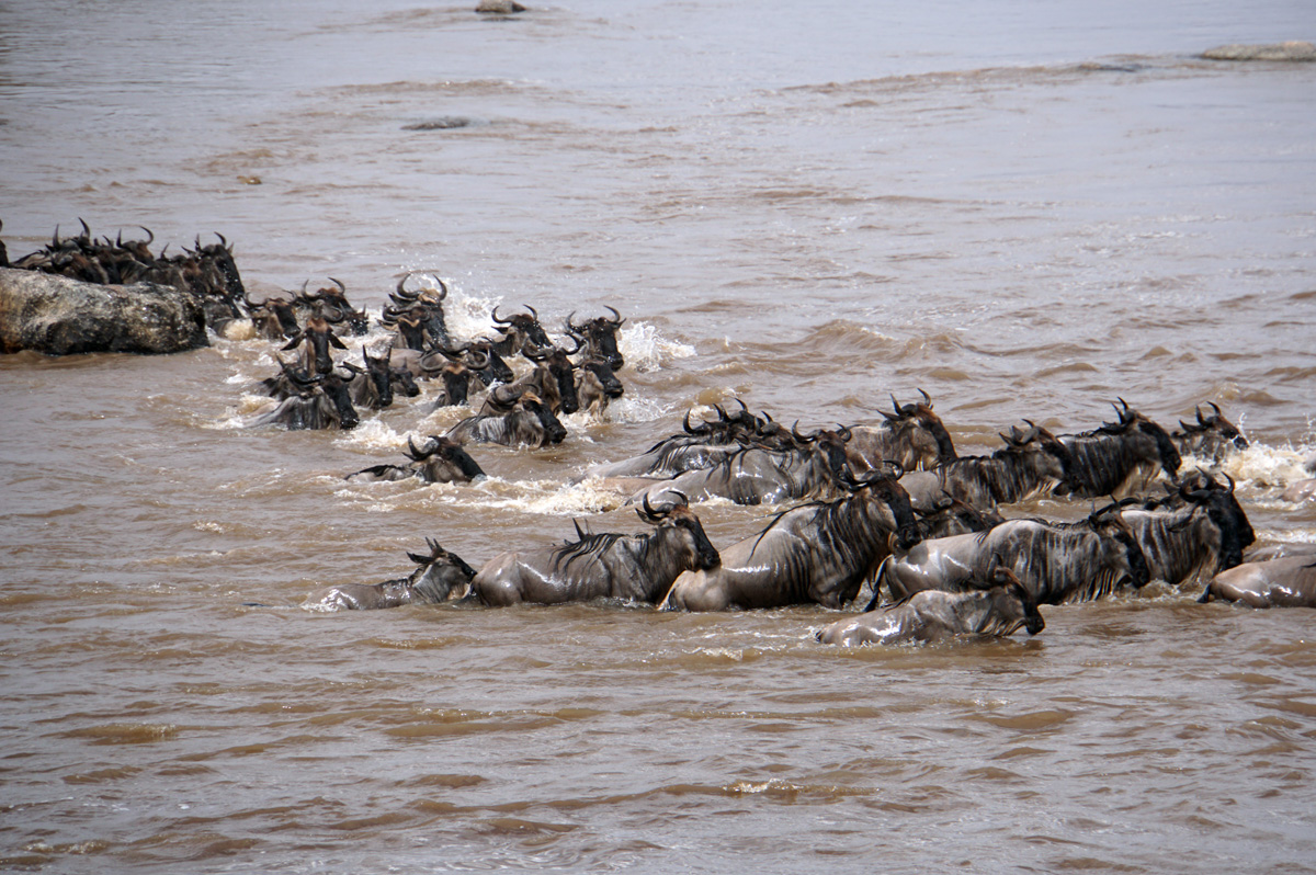 Wildebeest