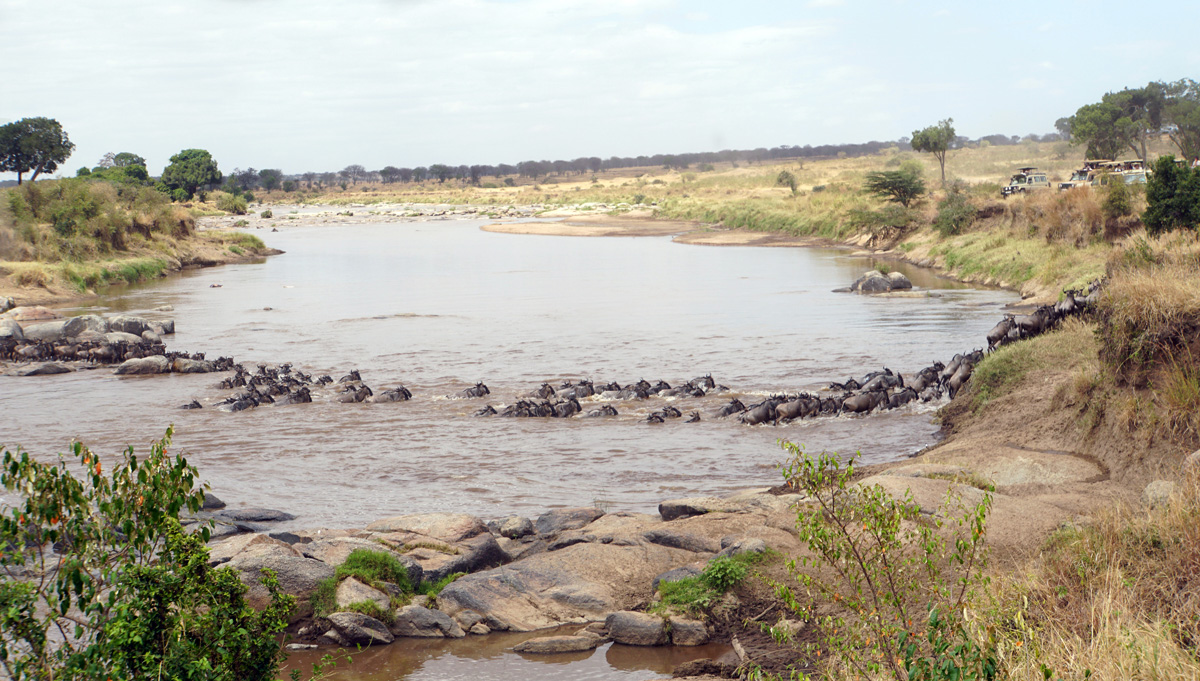 Wildebeest