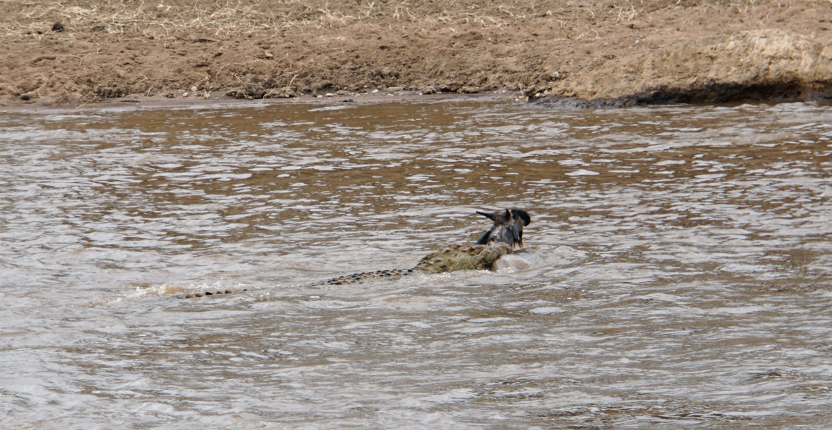 Wildebeest, Not everybody makes it