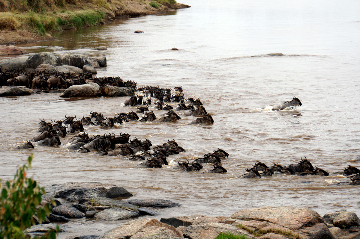 Wildebeest