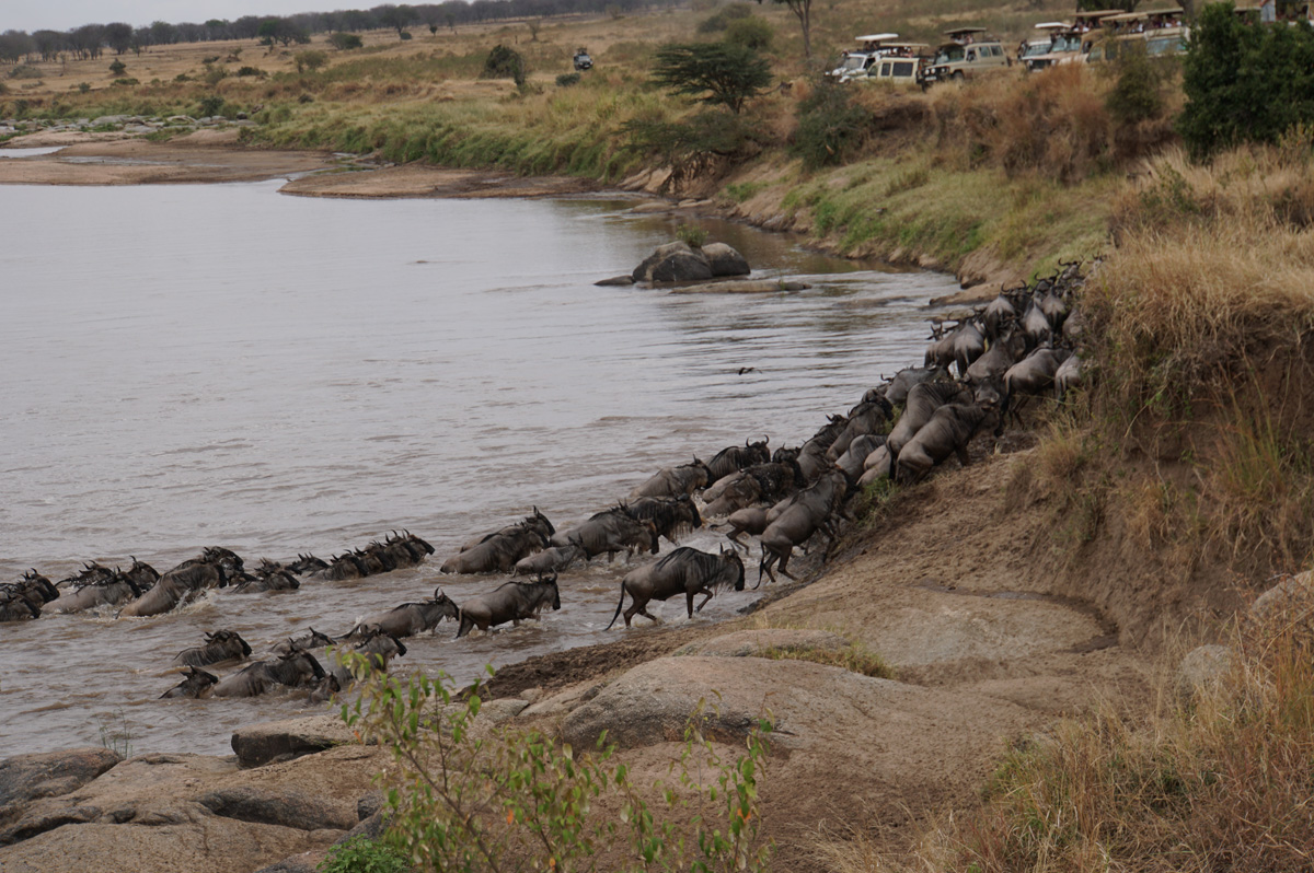 Wildebeest