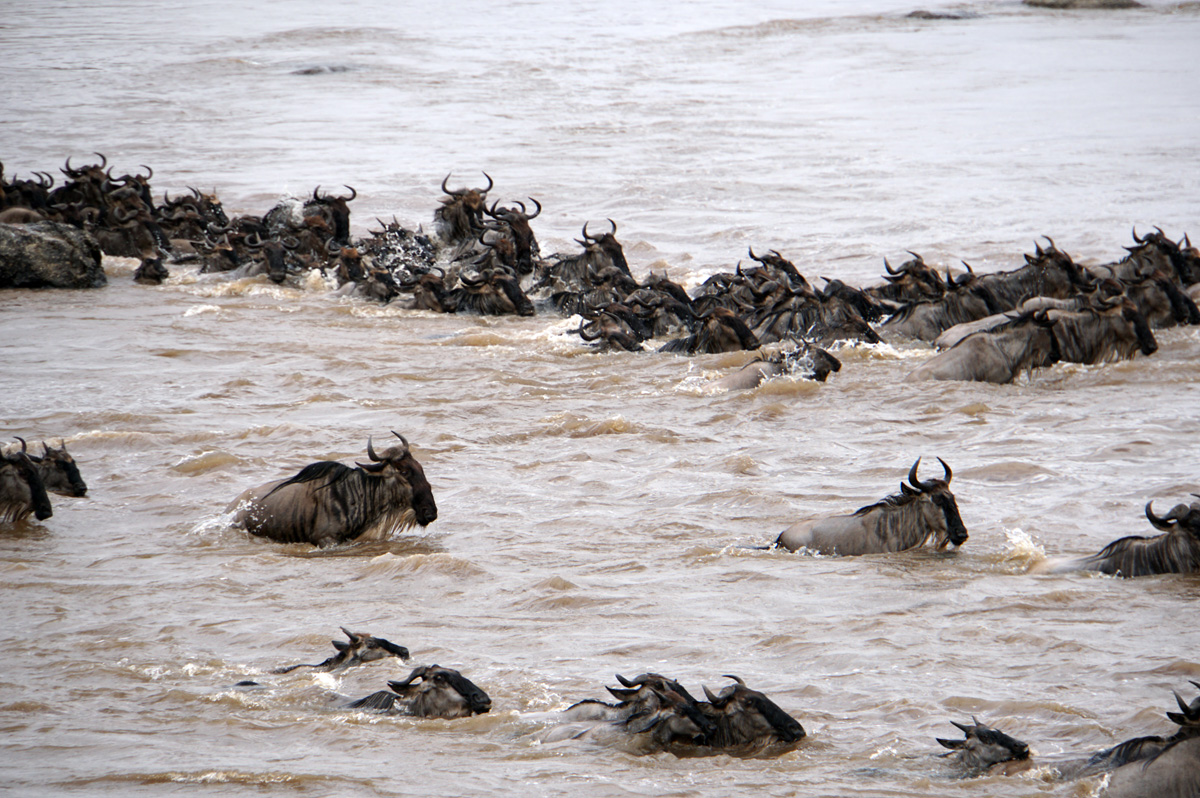 Wildebeest