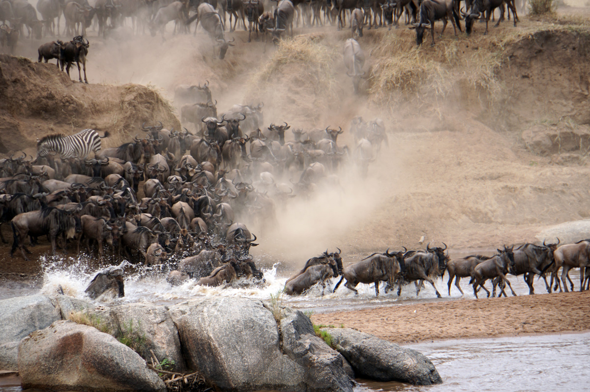 Wildebeest