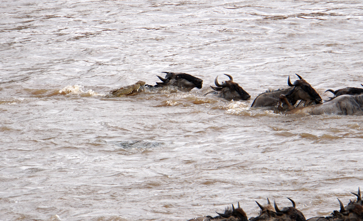 Wildebeest
