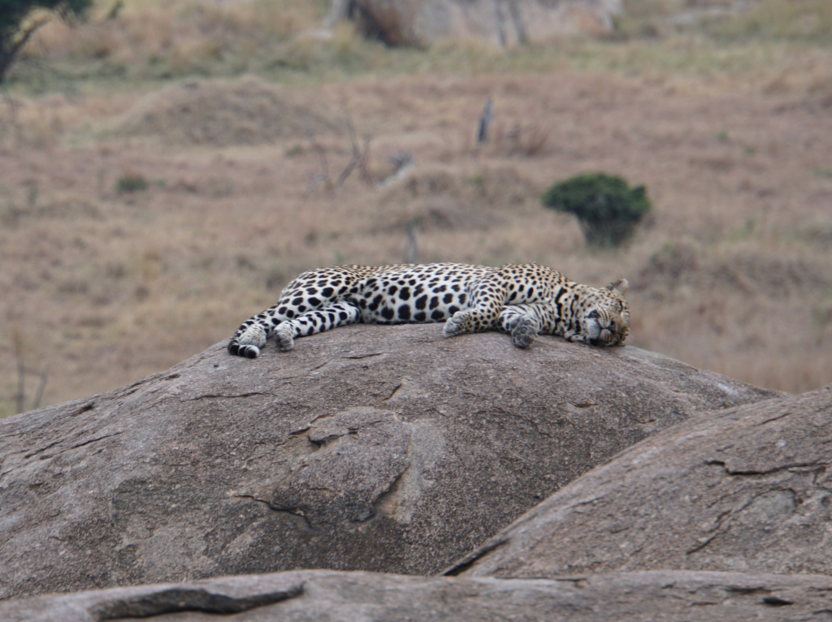 Everybody Else, Napping Leopard