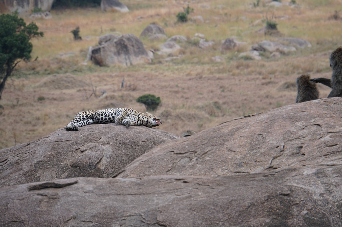 Everybody Else, Warning snarl at some uppity baboons