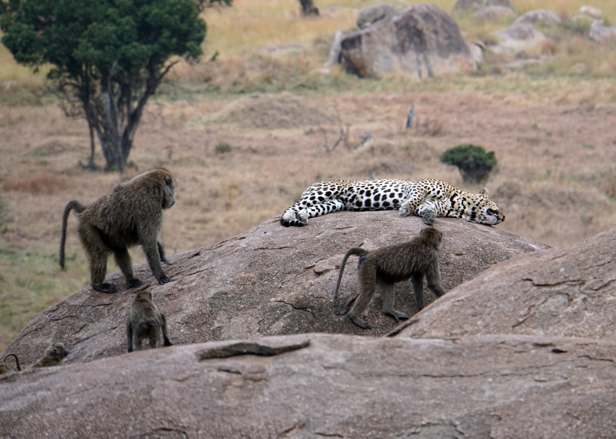 Everybody Else, Rash baboons