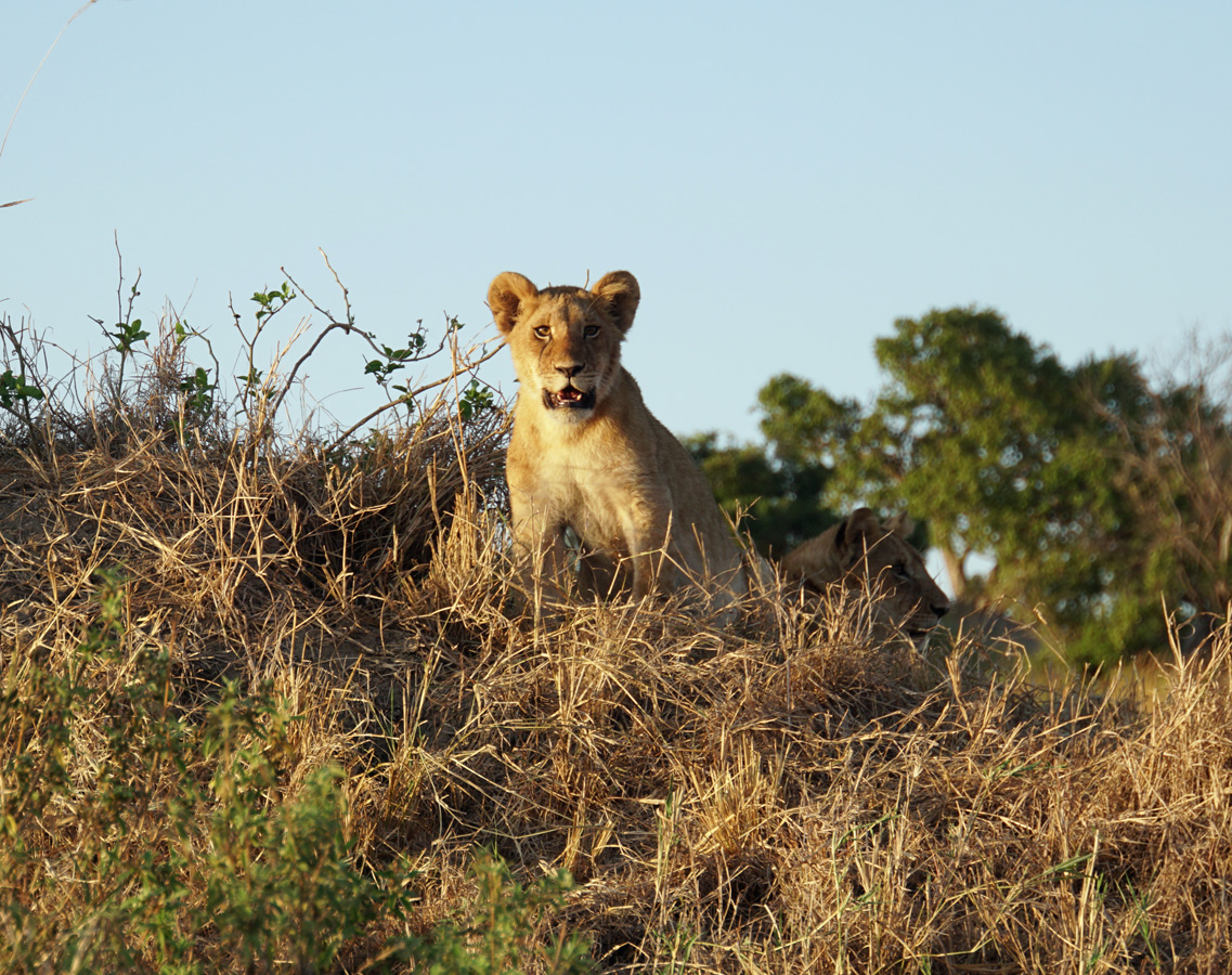 Everybody Else, Curious Cub