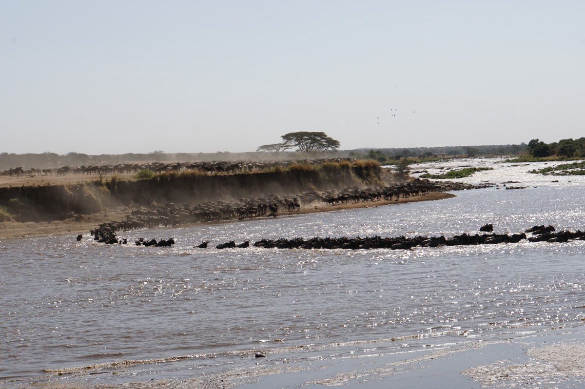Wildebeest, The current pulls the Wildebeest line into an arc
