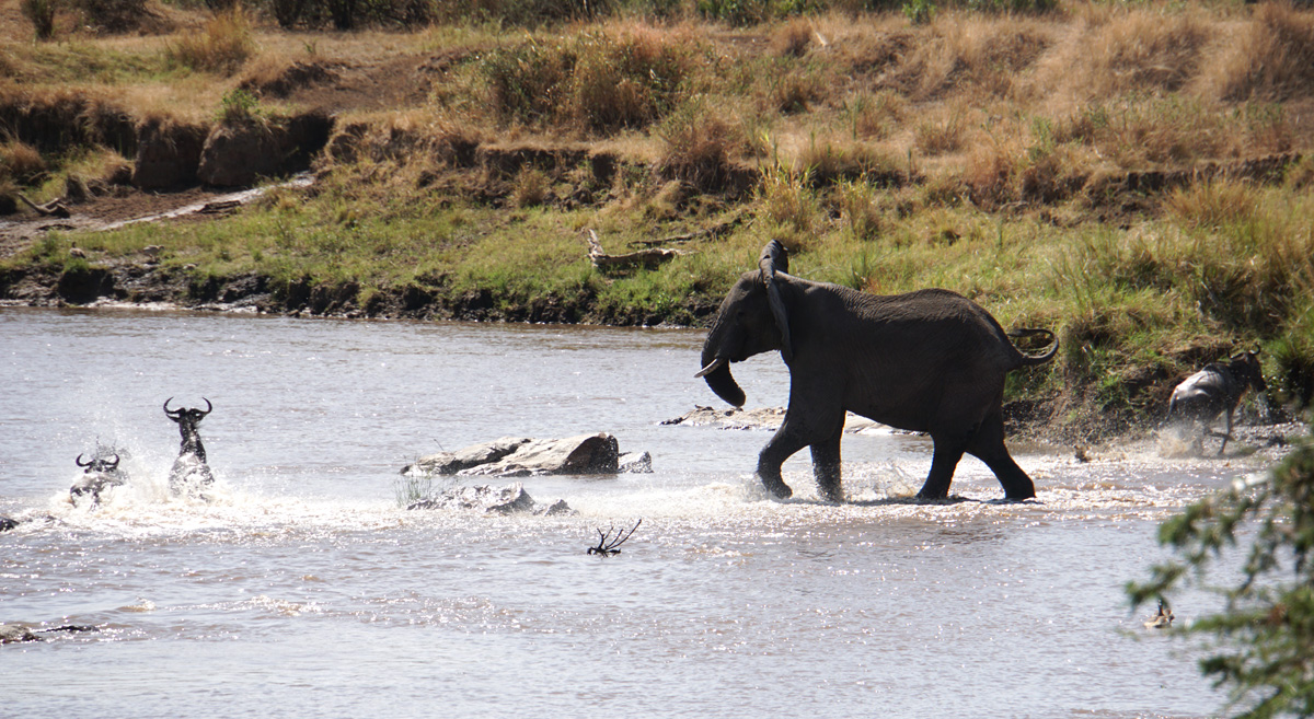 Wildebeest, A grumpy elephant tries to block the crossing.
