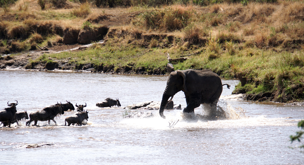 Wildebeest, But the Wildebeest keep coming.