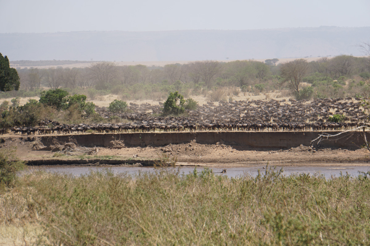 Wildebeest, Massing, dithering over whether to cross or not.