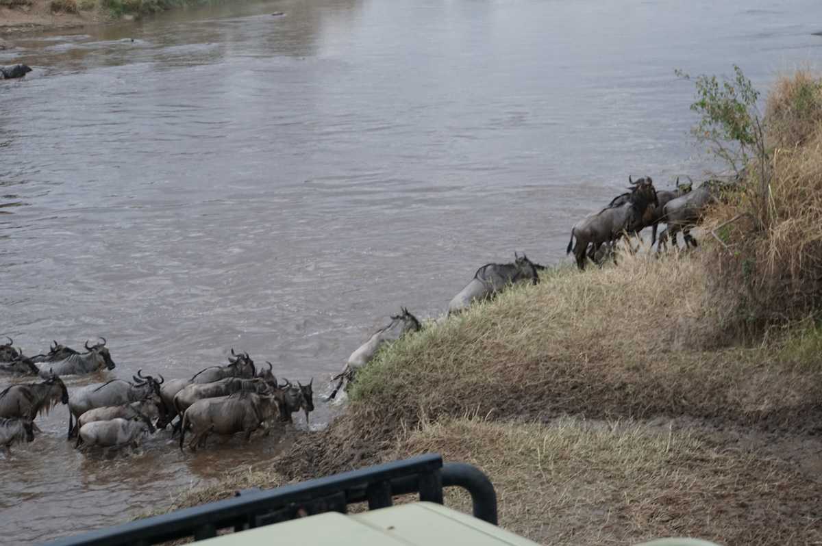 Wildebeest, It can be a steep climb at the end